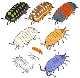 My Bugs Color Tattoo Flash