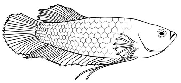Betta Fish Tattoo Linework Betta Fish Tattoo Linework