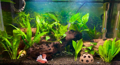 20"x10"x12" (10 Gallon) Aquascape for my hospice betta fish Kevin (RIP) and his shrimpmates. Anubias and fern in lava rock and mopani wood.