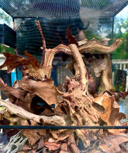 8"x4.5"x10" Ghost Mantis Enclosure