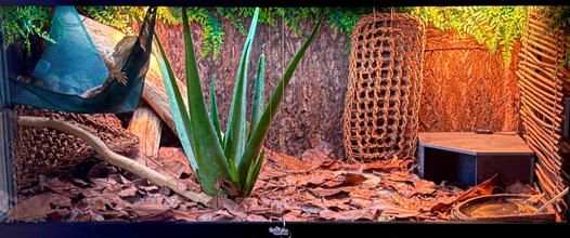 4'x2'x2' (120G) Bearded Dragon Enclosure