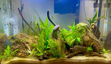 24.5"x12.5"x17" (20G Tall) Community Aquascape