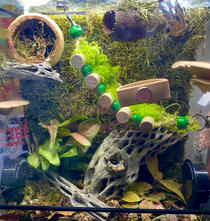 8"x4.5"x10" Jumping Spider Enclosure