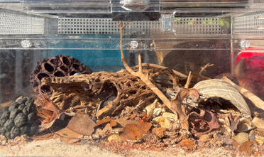 14"x8"x6" Death Feigning Beetle Enclosure